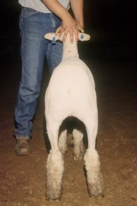 ad Neck Shoulder Chest Back Loin Rump Legs Body finish Describe an ideal lamb. H.