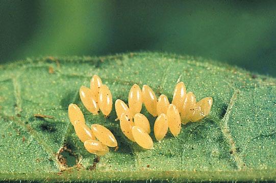Larvae tend to be grey-black and elongated with yellow markings. Eggs are bright yellow, elongated and laid in clusters. The bright colours of adults make them highly visible in the crop.
