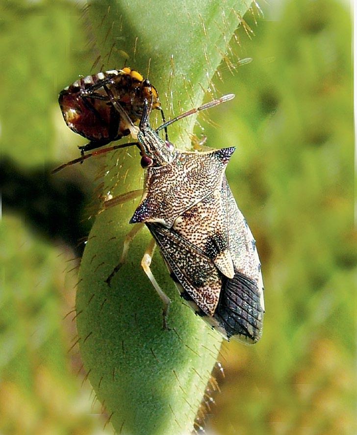 Predatory shield bug The spined predatory bug, Oechalia schellenbergii, has distinctive spines on its shoulders.
