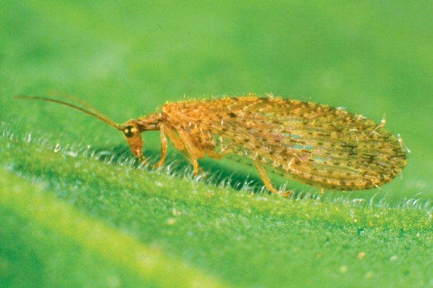 Lacewings Adult lacewings hold their tent-like, clear wings over their back, have long antennae and prominent eyes.