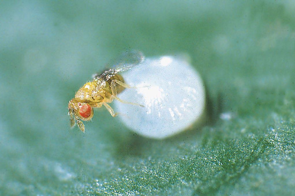 Helicoverpa egg parasitoids Trichogramma and Telenomus egg parasitoids are tiny wasps that lay their eggs into caterpillar eggs, killing the developing larvae.