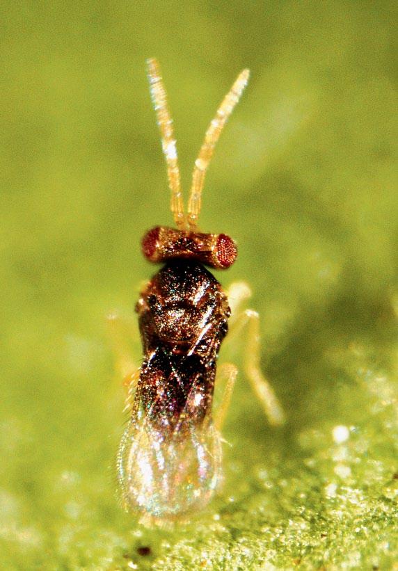 Whitefly parasitoids Eretmocerus sp. and Encarsia sp. are small (0.5mm) parasitoid wasps that attack whitefly nymphs.