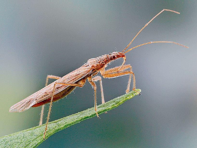 Predatory bugs Small to medium predatory bugs are common in grain crops.