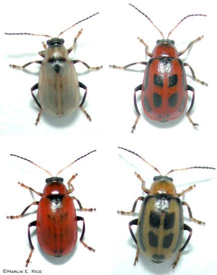 Bean leaf beetle Order Coleoptera Economic Impact vegetative part destruction on bean