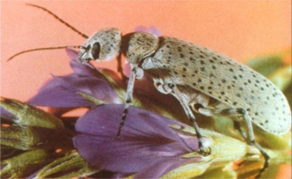 members in the genus Epicauta are the main pests when
