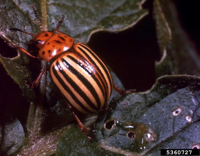 Colorado potato beetle Order Coleoptera Economic Impact