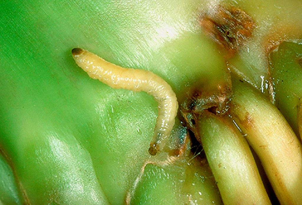 Corn rootworm larva (Three species of beetles in the genus Diabrotica ) Order Coleoptera