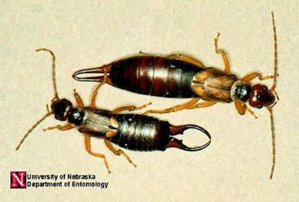 Earwig (common name of all members of the order) Order Dermaptera Economic Impact fruit/flower