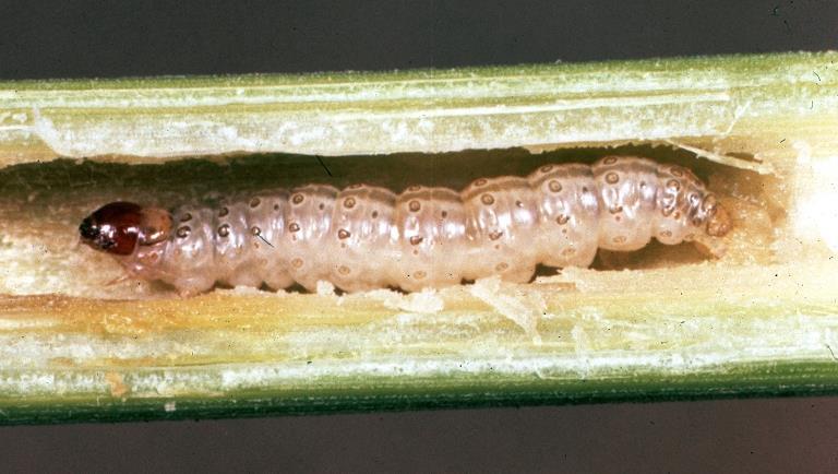 European corn borer larva Order Lepidoptera Economic Impact vegetative part