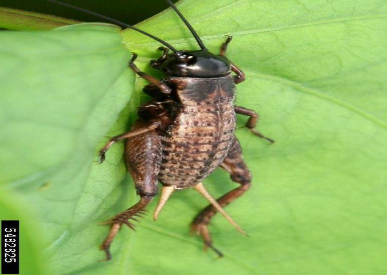 Field Crickets Order Orthoptera Economic Impact vegetative part destruction Life