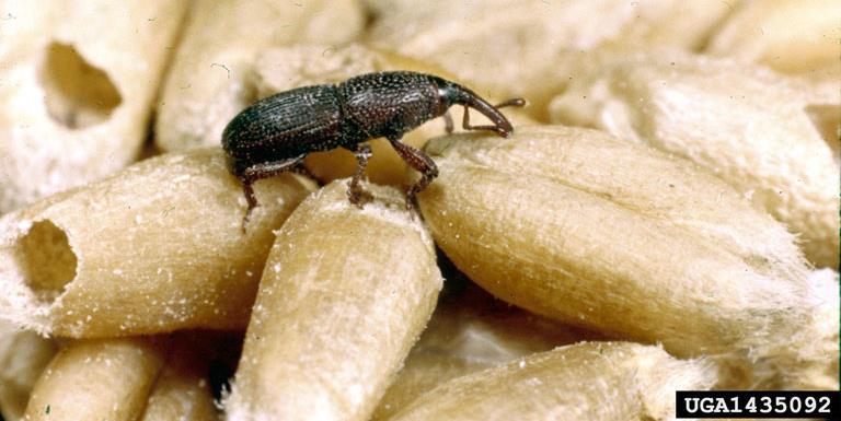 Granary weevils - Sitophilus species Order Coleoptera Economic Impact attack stored grain, can render the grain unfit for human consumption, will feed on and