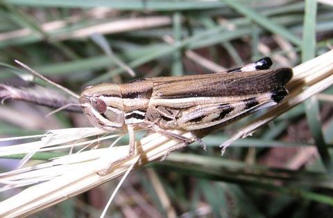 Slantfaced Grasshoppers - subfamily Gophocerinae, several are major rangeland pests Order Orthoptera Economic Impact vegetative plant part destruction Life cycle incomplete