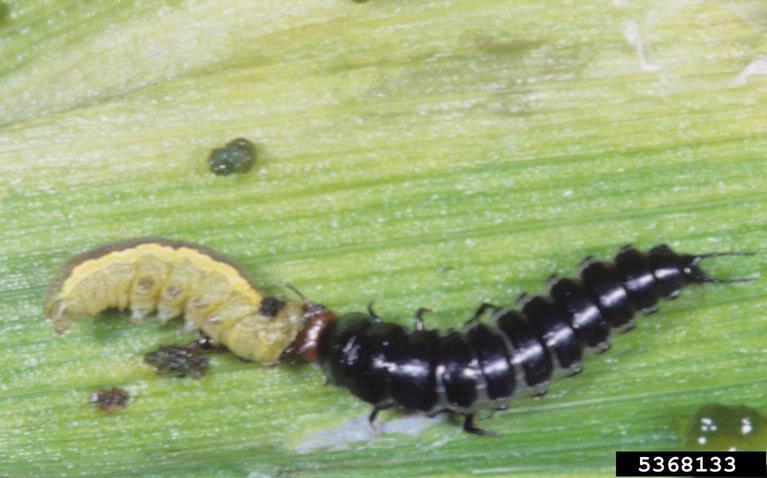 chewing as adult and larva.