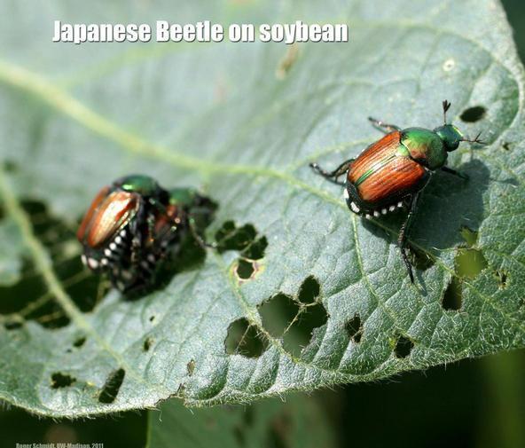 Japanese beetle Order Coleoptera Economic Impact
