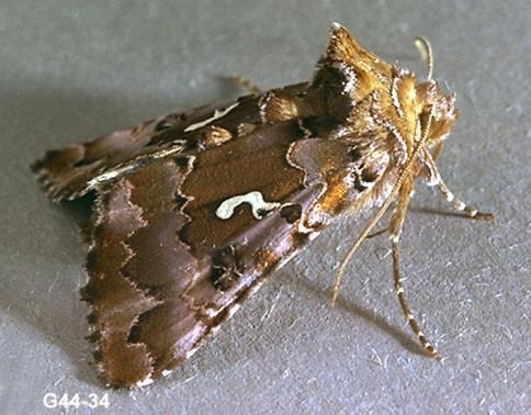 Alfalfa looper Order Lepidoptera Economic Impact - vegetative part destruction by larvae Mouth parts chewing