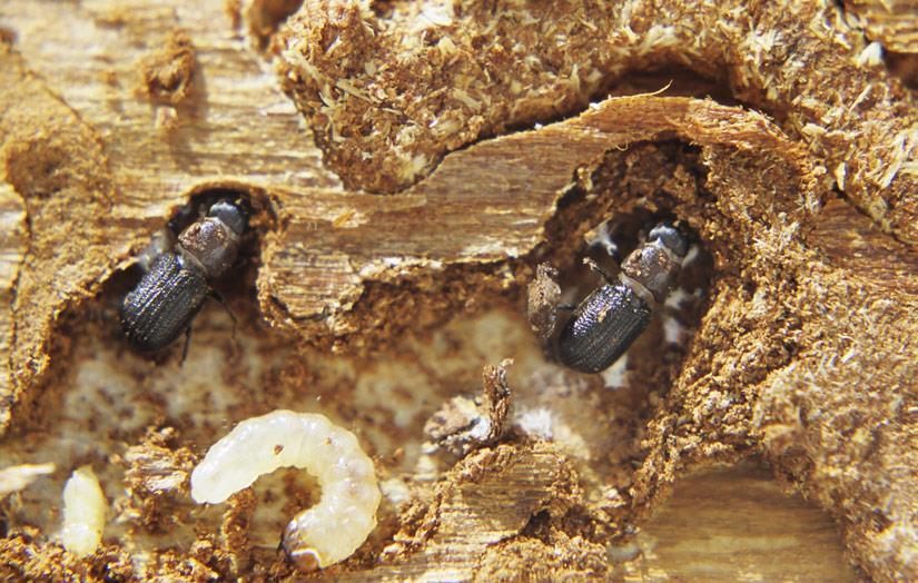 Mountain pine beetle Order Coleoptera Economic Impact vegetative part