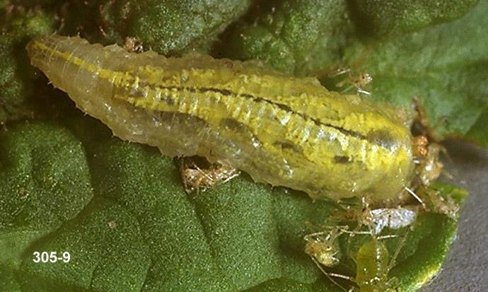 The Larvae are capable predators despite lacking a defined head