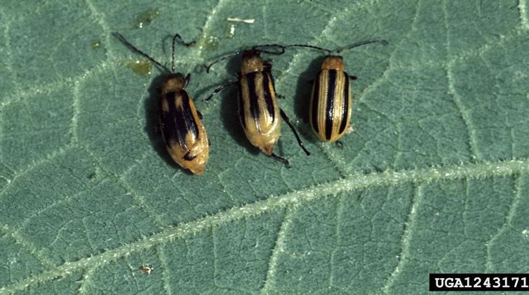Western corn rootworm beetle, Order Coleoptera Economic Impact vegetative part destruction Mouth parts