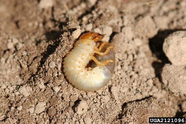 White grubs the common name given the larvae of beetles in the Family Scarabidae Order Coleoptera Economic Impact vegetative