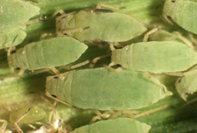 Aphids Russian wheat species in the Family Aphididae, Order Homoptera Economic Impact damage by removal of plant fluids Life