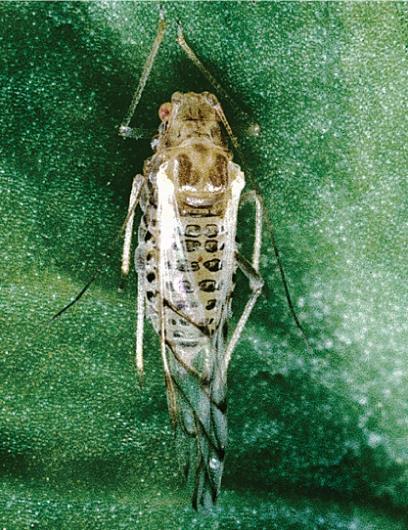 Aphids spotted alfalfa species in the Family Aphididae, Order Homoptera Economic Impact damage by removal