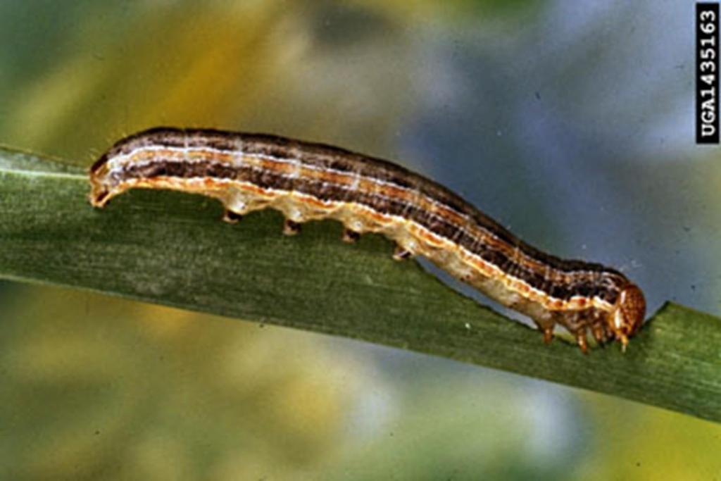Armyworm larva Order Lepidoptera Economic Impact - vegetative part