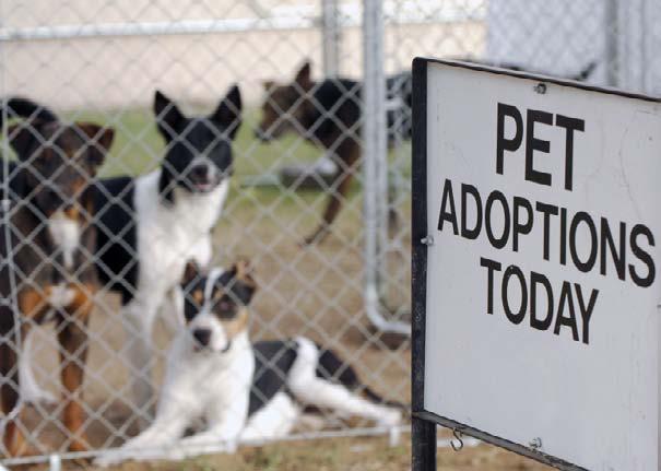 Dogs wait for adoption at an animal shelter. Table of Contents Introduction... 4 A Second Chance... 6 Many Animals to Choose From... 7 Healthy Pets... 8 Good Advice.