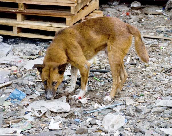 A stray dog looks for food in street trash. A Second Chance Rescued cats crowd a small shelter. The best place to find a pet is at an animal shelter.