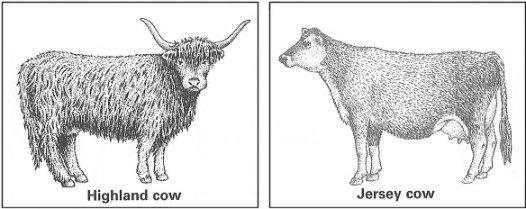 (b) Highland cows look different from other types of cow.