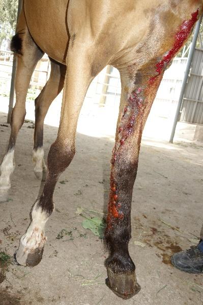 APPEAL Please save Ethiopia s horses from pain and suffering Every year, approximately one fifth of working horses in Ethiopia are struck by a highly contagious and often fatal disease.