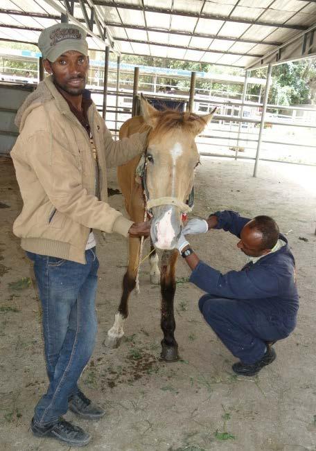 Tackling EZL SPANA is the only charity working to tackle EZL in Ethiopia. There is no vaccine and if not caught early enough, it is a death sentence.