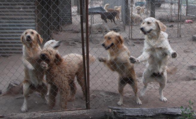 Centralised Registration System Currently the difficulty in identifying puppy farms hinders the enforcement of relevant legislation against puppy farmers.