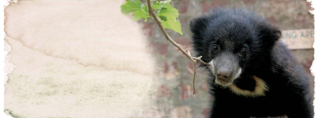 LEAVING THE GIFT OF FREEDOM FOR BEARS The ancient tradition of dancing bears in India has caused terrible suffering to thousands of sloth bears.