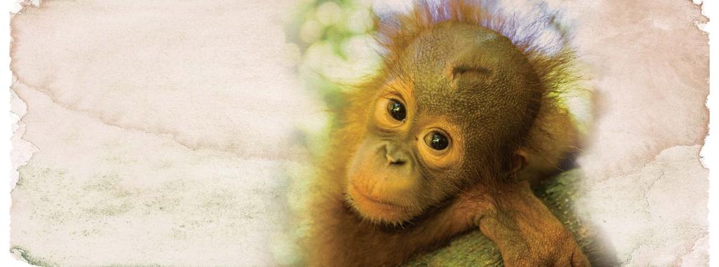 LEAVING THE GIFT OF FREEDOM FOR PRIMATES Widespread destruction of the rainforest and the illegal trade in primates in Indonesia inflicts terrible suffering on wildlife.