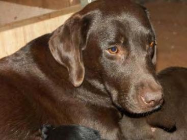 He is in kennels at the moment and really does need to be loved and part of a family IN CT NAME: Labrynth and Toby (JHB) Labrynth is a 18 month old Chocolate Labrador - he has