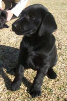 Pepper is probably a chocolate/black Labbie cross, but she might be purebred, we re not too sure.