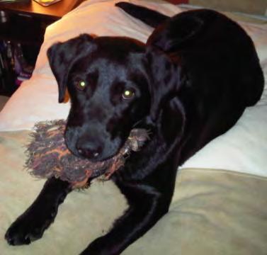 black female who is being trained at present. She is very lovable and friendly and is good with other animals. All vacs are up to date.