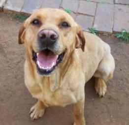 Great with children Cassie female and Jupiter male JUPITER AND CASSIE NAME: Savannah (Heidelberg) SAVANNAH is a 3 yr old unsterilized Golden Lab (will be neutered before being rehomed)