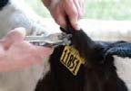 Lepto 7- or 8-way Clostridial? Parasite Control BVD-PI Test?