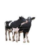 Weaning Fattening Calves from dairy herds Weaning Male 550-750 kg LW 300-520 kg CW Female 450-600 kg LW 250-350 CW Cull cows 700-750 kg