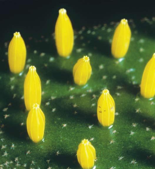 Extreme close-up of butterfly egg Moth eggs Insects are
