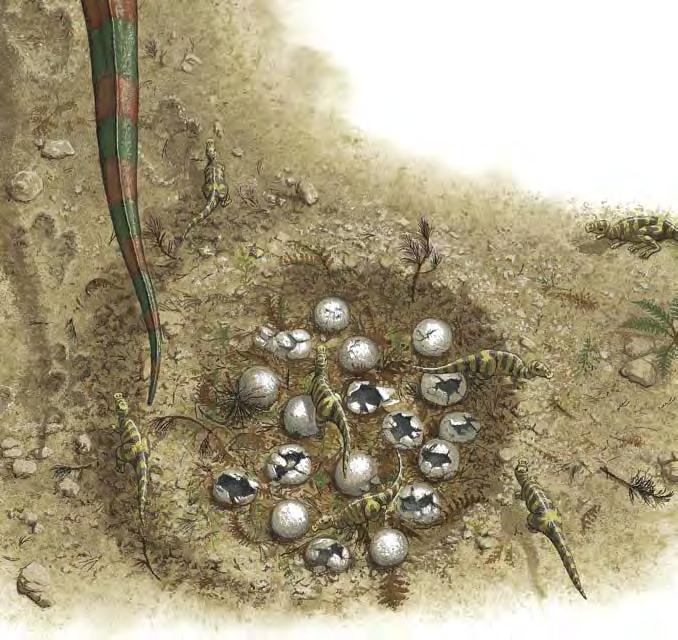 Scientists can learn a lot about dinosaurs by studying these eggs and nests.
