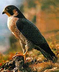 STATUS OF THE PEREGRINE FALCON (Falco peregrinus) IN BRITISH