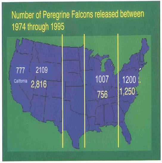 Figure 7 Peregrine falcons released by the Eastern Peregrine Reintroduction Plan from 1974-1999. Heinrich, William.