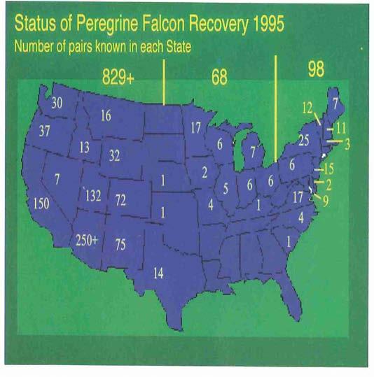 Figure 8 Number of known Peregrine Falcon pairs in each state during 1995. Heinrich, William.