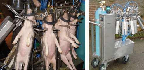 Postnatal piglet husbandry practices: Canine rasping Tail docking Castration Iron administration Identification Why?