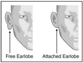7. In humans, free earlobes are dominant to attached earlobes.