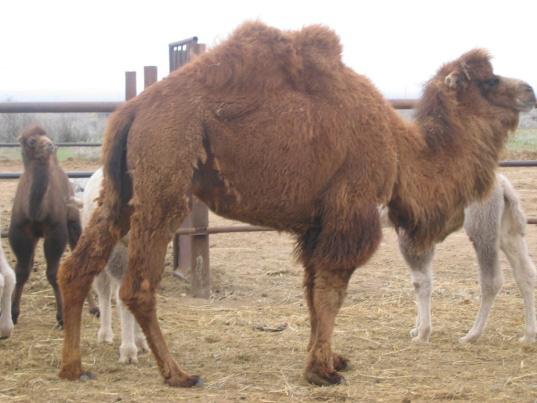 THE AD HOC GROUP COMMENT: Knowledge of camelid diseases is limited, more research is necessary to elucidate the role of some of the pathogens mentioned in the epidemiology and pathogenesis of several