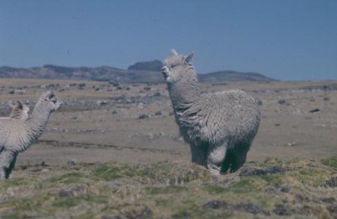 The ad hoc Group comment and recommendations For diagnostic purposes: Need to establish a laboratory network for diseases of Camelids with the main objectives: to exchange information to validate