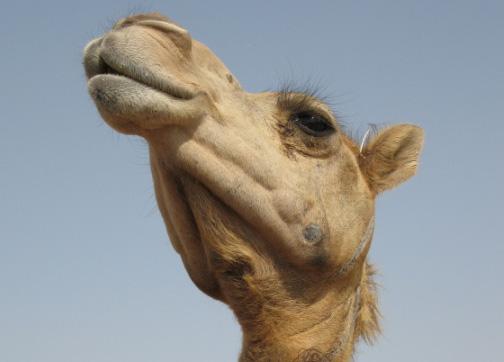 Biopharma in Morocco, Central Veterinary Research Laboratory in Dubaï, National Research Centre on Camel in India and Brucella Vaccine Centre in Saudi Arabia) Laboratories